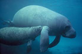 See more ideas about manatee, sea cow, cute animals. 14 Fun Facts About Manatees Science Smithsonian Magazine