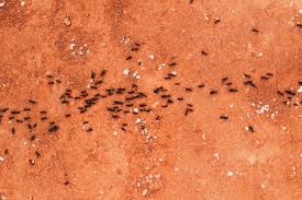 Aber wer haftet eigentlich, wenn du ameisen im haus hast? Ameisen In Der Wand Bekampfen Mit Naturlichen Mitteln Wachstum Anlegen Saen Ernten