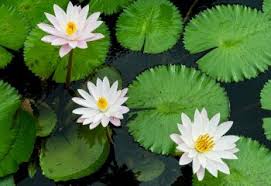 Maybe you would like to learn more about one of these? Aquatic Plants And Flowers Proflowers Blog