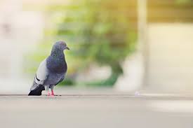 les pigeons signification spirituelle