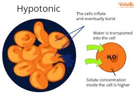 hypotonic solution overview