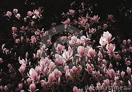 Image result for magnolia bush