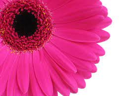 Pink Gerber Daisy Print Daisy Flower