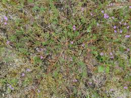 From common trees to herbs and even vegetables, there is a wide range of plants that look like weed. What Is This Ground Hugging Weed With Small Purple Flowers And Fleshy Stems Gardening Landscaping Stack Exchange