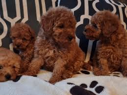 hypoallergenic red toy cavapoochon puppies