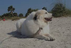 Breed Info Florida Great Pyrenees Rescue