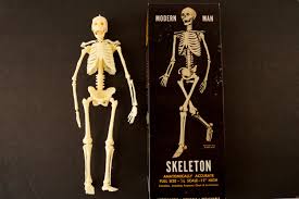 Great for artists and students studying human anatomy. Vintage Human Skeleton Anatomy Model In Original Box 1 6 Scale Modern Thirdshiftvintage Com