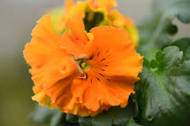 35 types of orange flowers
