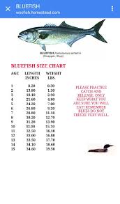 Bluefish Size Chart Size Chart Fish 21st