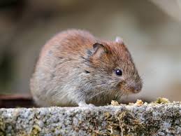 There are several treatment options. How To Get Rid Of Moles And Voles Hgtv