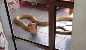 Apalagi bila ular tsb ada di rumah yang seharusnya rumah menjadi tempat yang paling nyaman dan aman. 6 Cara Elak Ular Berbisa Masuk Dalam Rumah Pasang Perangkap Salah Satunya Maskulin