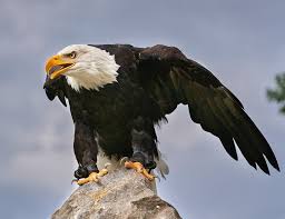 25 types of eagle facts and photos