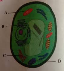 One can easily observe the differences in these cells under a microscope. Label The Abc And D In Above Diagram And Write The Function Of Organelles A And B Brainly In