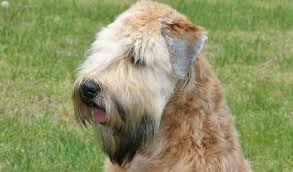soft coated wheaten terrier dog breed
