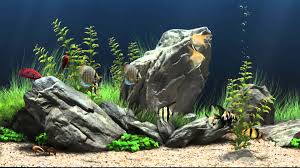 100 aquarium fish tank wallpapers