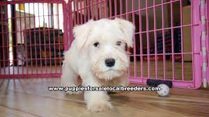 puppies local breeders white