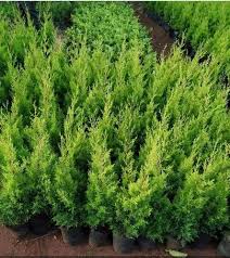 Green Pine Tree Plant