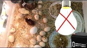 hatching 12v egg incubator