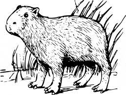 Printable coloring pages animal for kids, capybara big rodent, capybara are also similar to the hamster if you like it about coloring pages picture, you have save as to your desktop computer. Coloring Pages Coloring Pages Capybara Printable For Kids Adults Free