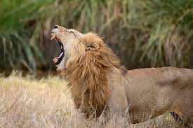 lion rugissant male en afrique stock