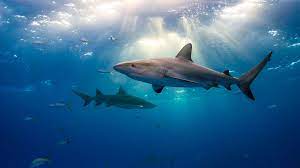 Shark Facts: Habitat, Behavior, Diet