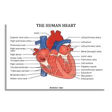 Nii The Human Heart Anterior View Education Paper Poster And