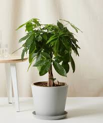 As with most houseplants, too much direct sun can scorch the leaves, so. Money Tree 101 How To Care For Money Trees Bloomscape