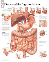 Diseases Of Digestive System