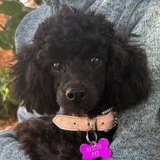 miso small female poodle dog in nsw