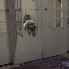 Doggie Door Gifs Get The Best Gif On