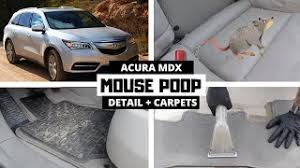 deep cleaning a rodent infested acura