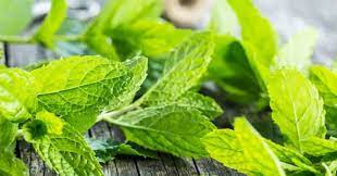 Mint Plants Poisonous To Cats And Dogs