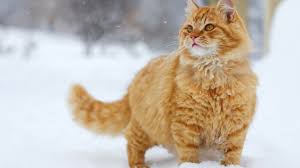Learn a few interesting facts and which breeds are the most likely to be orange! Orange Cats Wallpapers Wallpaper Cave