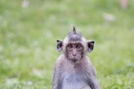 monkey funny stock photos images and