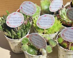 succulent plants thank you gift for