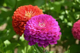 Наслади се на пъзела летни цветя от колекцията растения! Letnite Sezonni Cvetya V Gradinata Ecologicaldesign