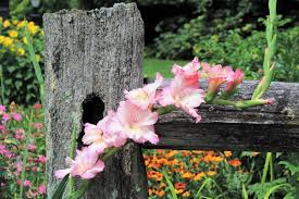 gorgeous gladiolus flower garden