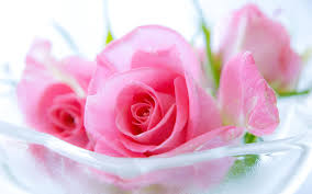 rose flowers gulab fool hd
