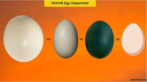 ostrich egg size compared with emu