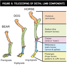 The foot bones shown in this diagram are the talus, navicular, cuneiform, cuboid, metatarsals and. Equine Reciprocating Systems Interosseous Muscles To The Suspensory Apparatus American Farriers Journal