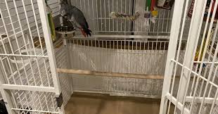 5 Bird Cage Lining Ideas What To Put