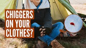 how long can chiggers live on clothes