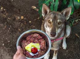 raw dog food for beginners a primer on