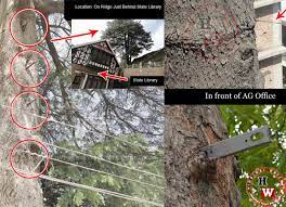 hammering nails kill trees