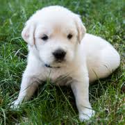 We are dedicated to breeding sound, healthy dogs that are beautiful and intelligent family companions. Ma Breeder Golden Retriever Puppies Crane Hollow Goldens