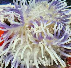 fact file anemones handy