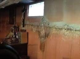 Have Mold Growing In Your Basement