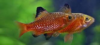 New Arrivals Now In Tropical Fish The