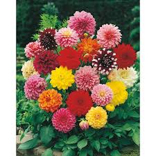 Browse 3,541 purple perennial flowers stock photos and images available, or start a new search to explore more stock photos and images. Shop 6 Count Mixed Dinnerplate Dahlia L3480c At Lowes Com Flower Seeds Flowers Perennials Beautiful Flowers
