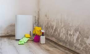 how to get rid of mold in basement
